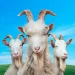 goat simulator 3 mod apk